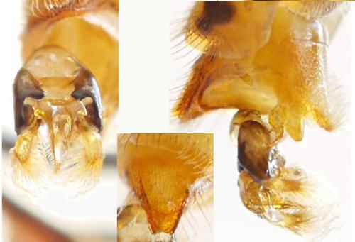 Réf. 227 763 : Nomada alboguttata